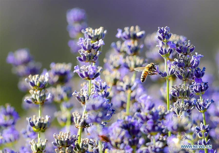 CHINA-XINJIANG-LAVENDER (CN) 