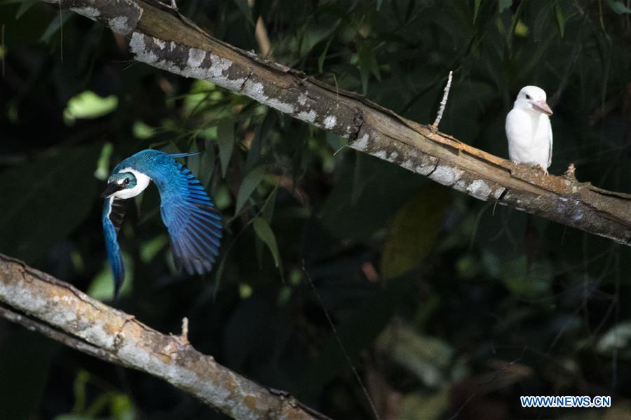 SINGAPORE-NATURE-ALBINO-KINGFISHER