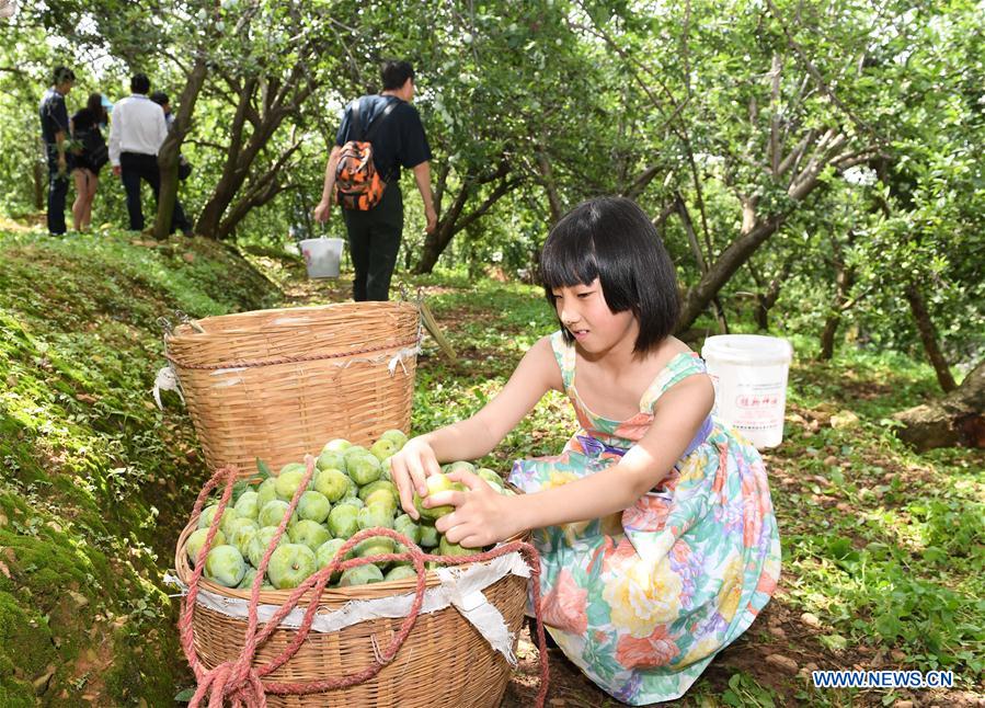 CHINA-YUNNAN-YUANMOU-FRUIT PICKING (CN)