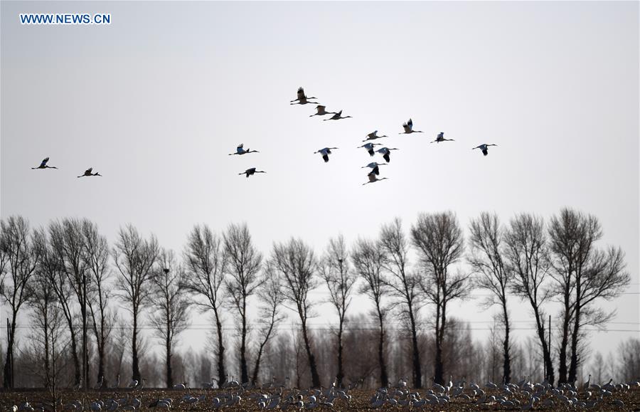 CHINA-WETLAND PROTECTION (CN)