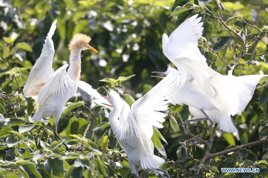 #CHINA-JIANGSU-WETLAND-EGRETS