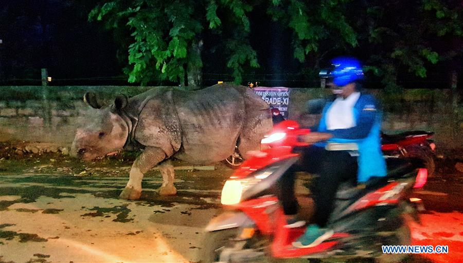 NEPAL-CHITWAN-SAURAHA-RHINO