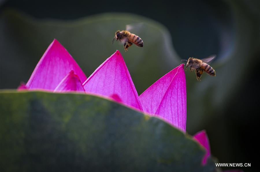 #CHINA-SHANDONG-LOTUS FLOWER (CN)