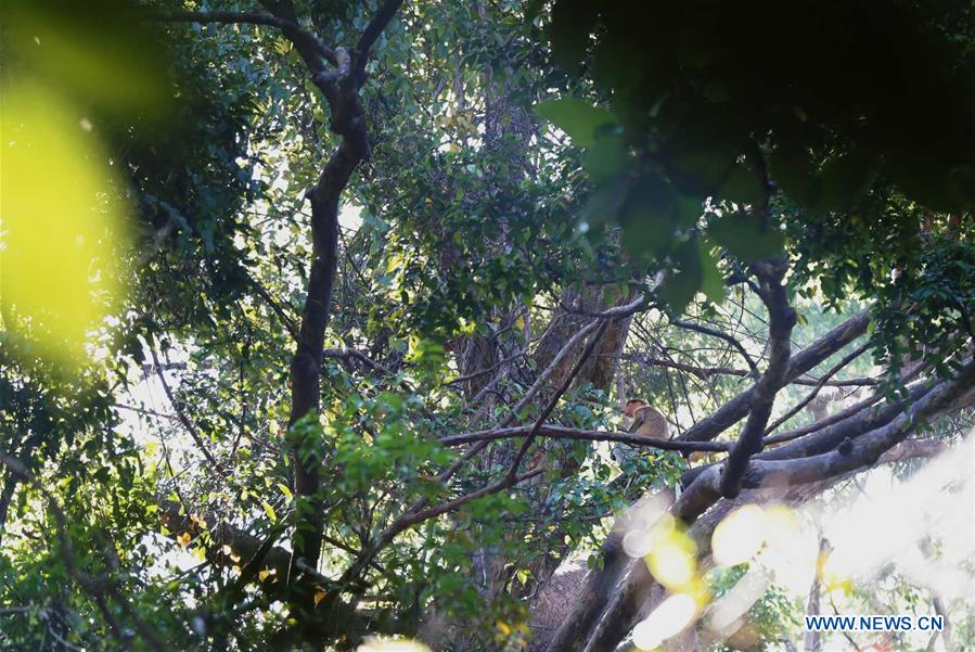 MALAYSIA-KUCHING-BAKO NATIONAL PARK