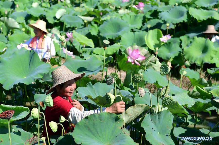 #CHINA-ANHUI-FEIXI-LOTUS-PLANTATION (CN)*