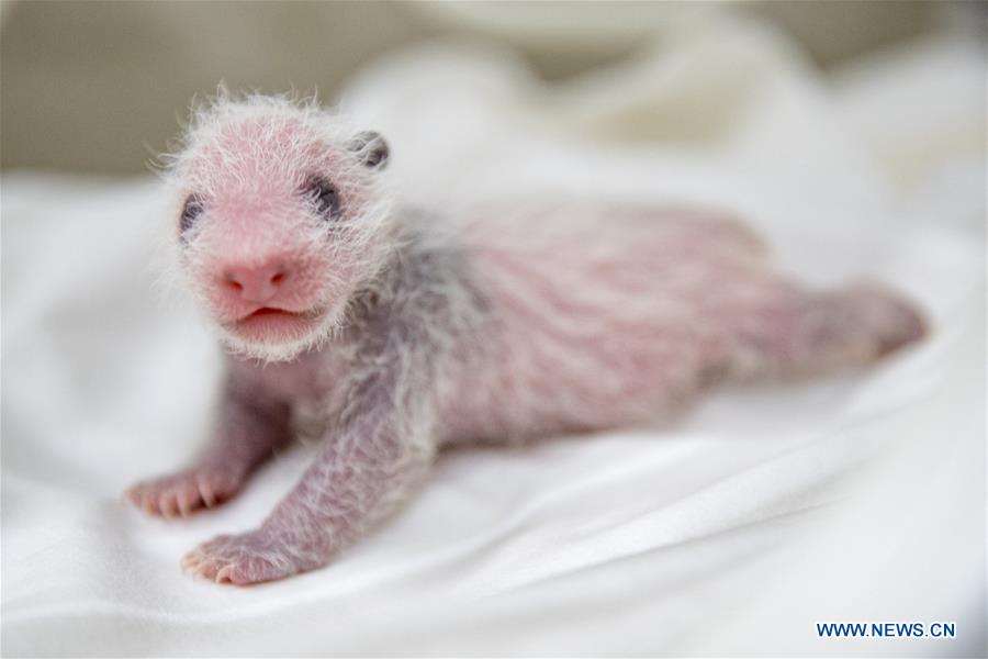 CHINA-GUANGZHOU-GIANT PANDA CUB (CN)