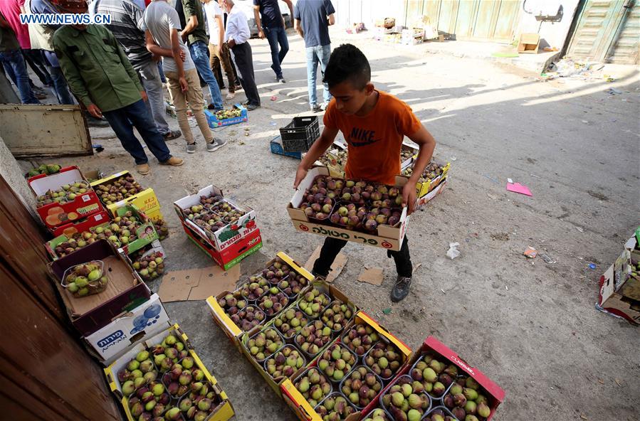 MIDEAST-NABLUS-FIGS-CULTIVATION