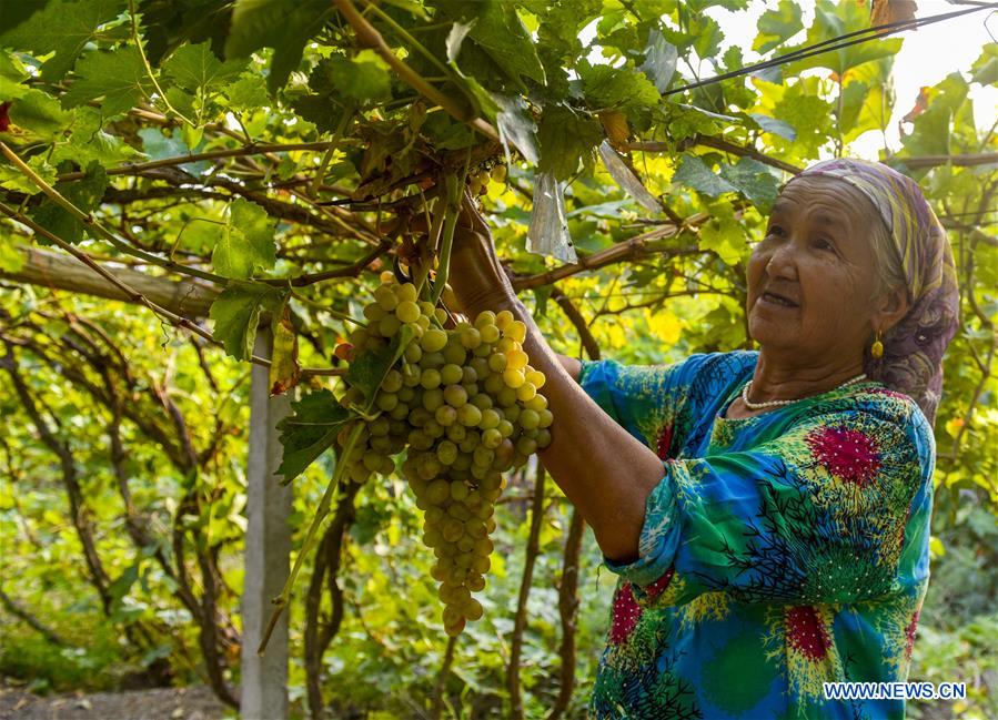 CHINA-XINJIANG-FRUITS (CN)