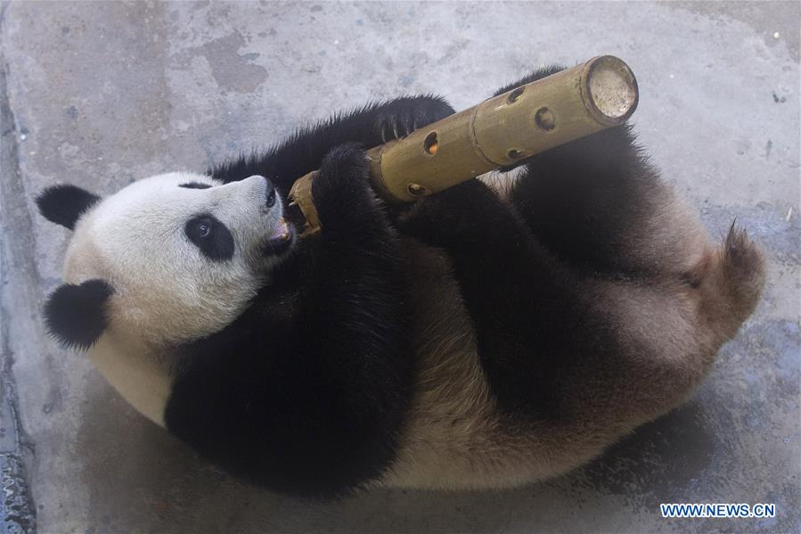 #CHINA-NANJING-GIANT PANDA TWINS-BIRTHDAY (CN)