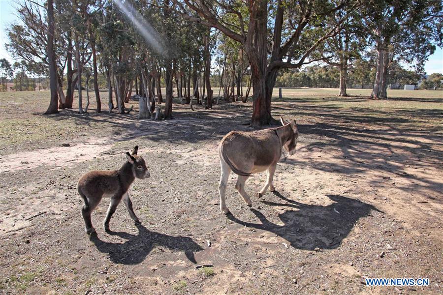 AUSTRALIA-CANBERRA-FARM-DONKEY