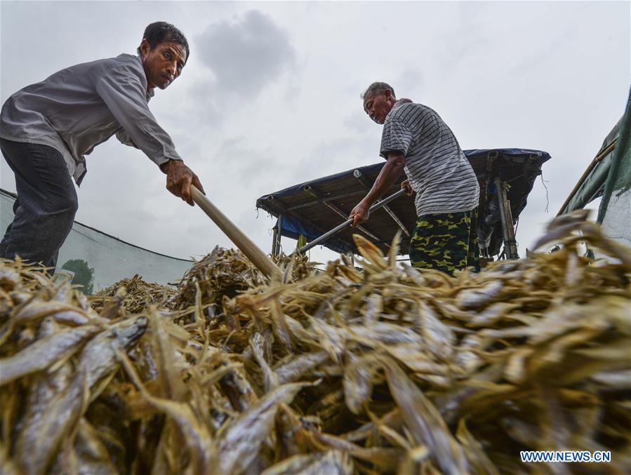 #CHINA-JIANGSU-SHORTJAW TAPERTAIL ANCHOVY-HARVEST (CN)