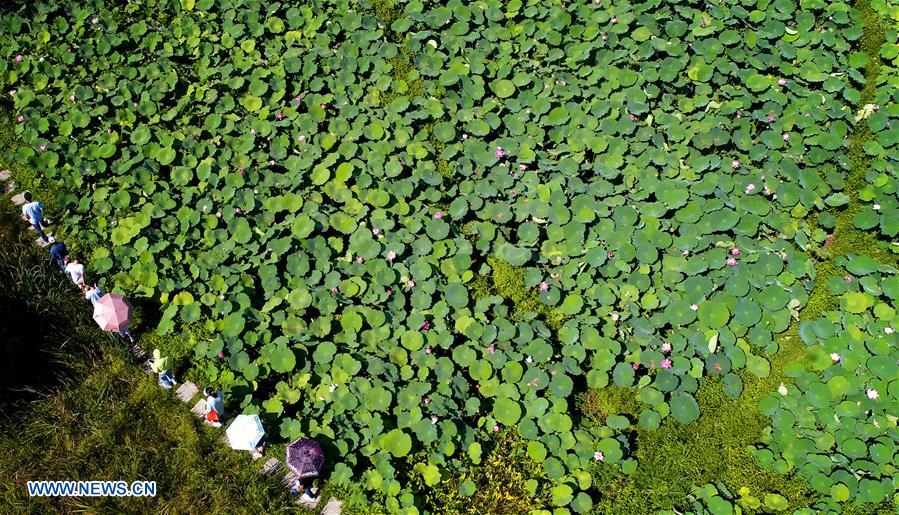 CHINA-SHAANXI-LOTUS(CN)