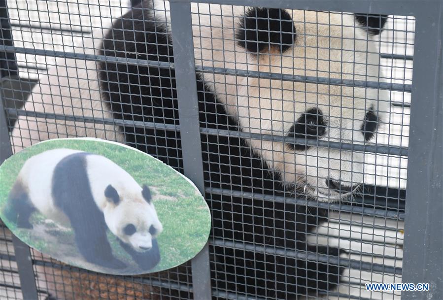 CHINA-CHANGCHUN-GIANT PANDAS-RETURN (CN)