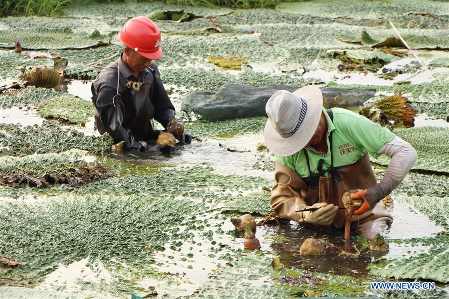 #CHINA-END OF SUMMER-AGRICULTURE(CN)