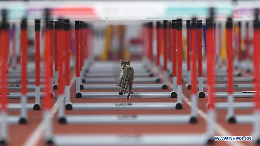 (SP)INDONESIA-JAKARTA-ASIAN GAMES-ATHLETICS-CAT