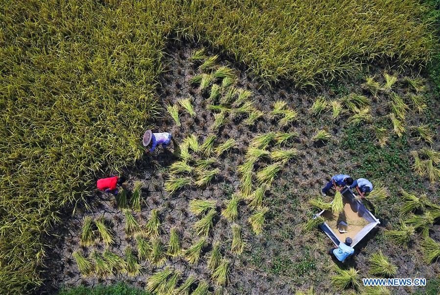 #CHINA-GUIZHOU-SHIQIAN-HARVEST (CN)