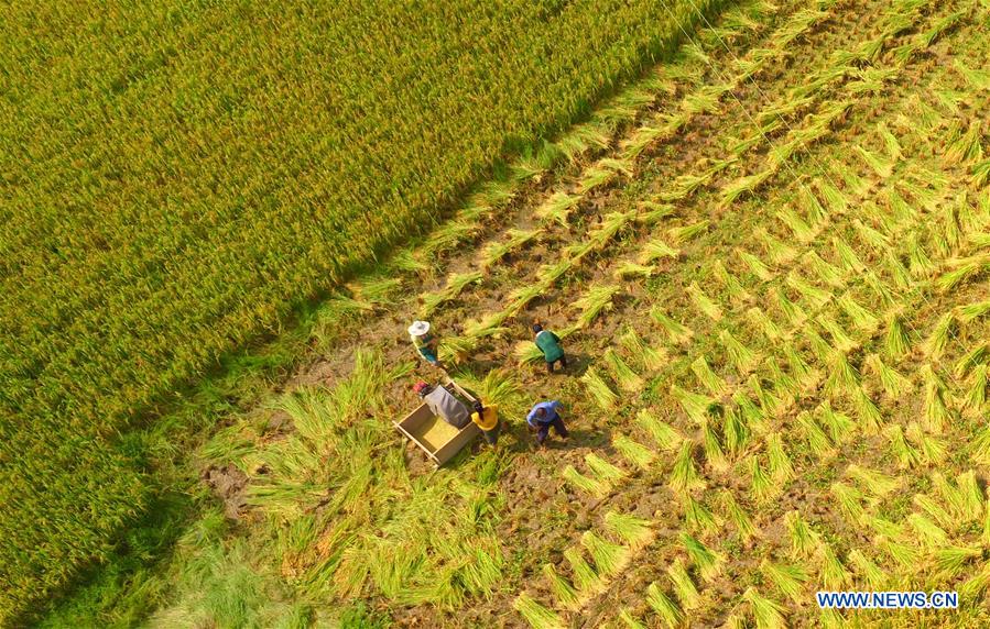 #CHINA-HUBEI-ENSHI-RICE HARVEST (CN)