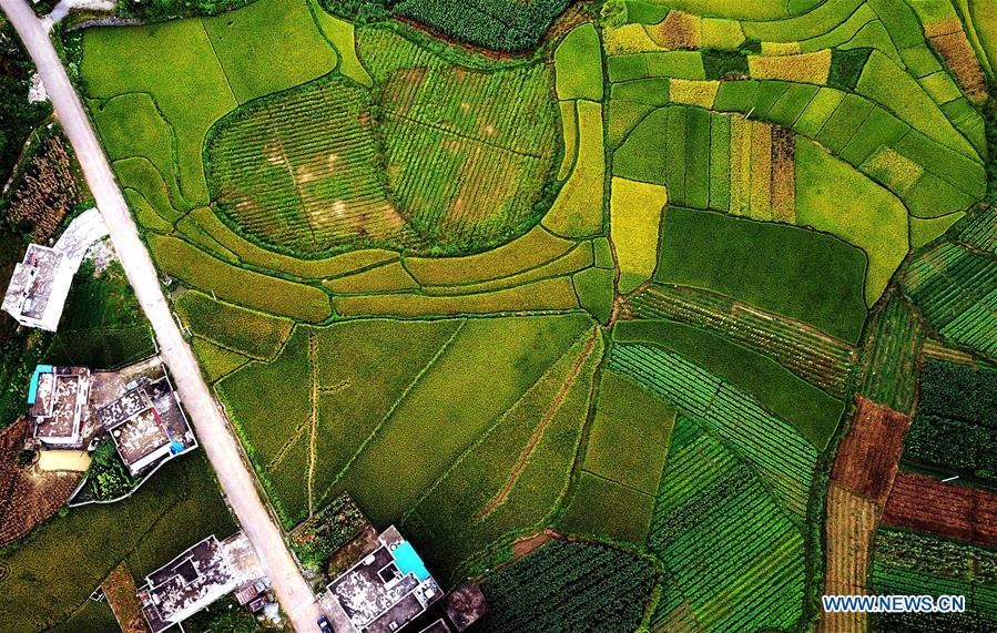 CHINA-GUANGXI-LONGLIN-AUTUMN SCENERY (CN)