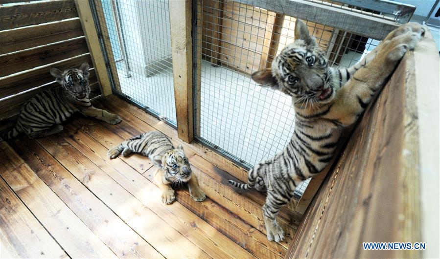 #CHINA-JIANGSU-SOUTH CHINA TIGER CUBS-HEALTH (CN)