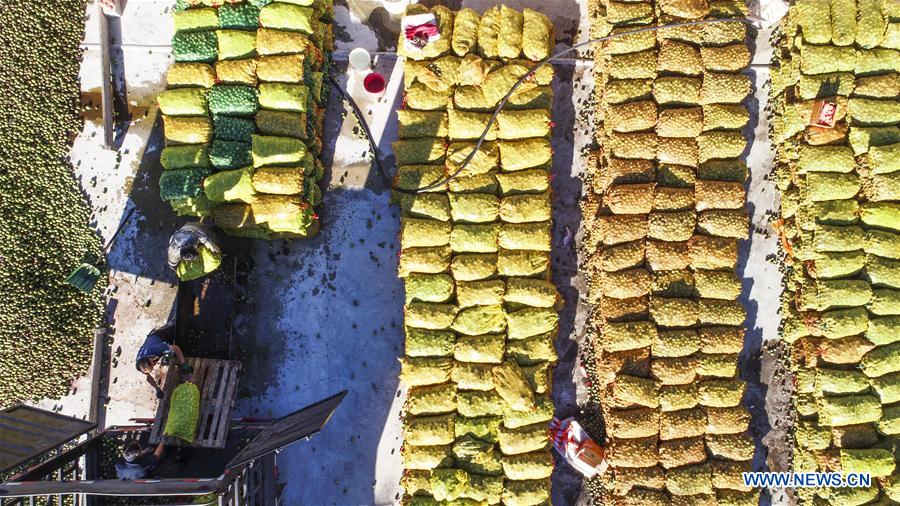 #CHINA-HEBEI-WALNUT-HARVEST (CN)