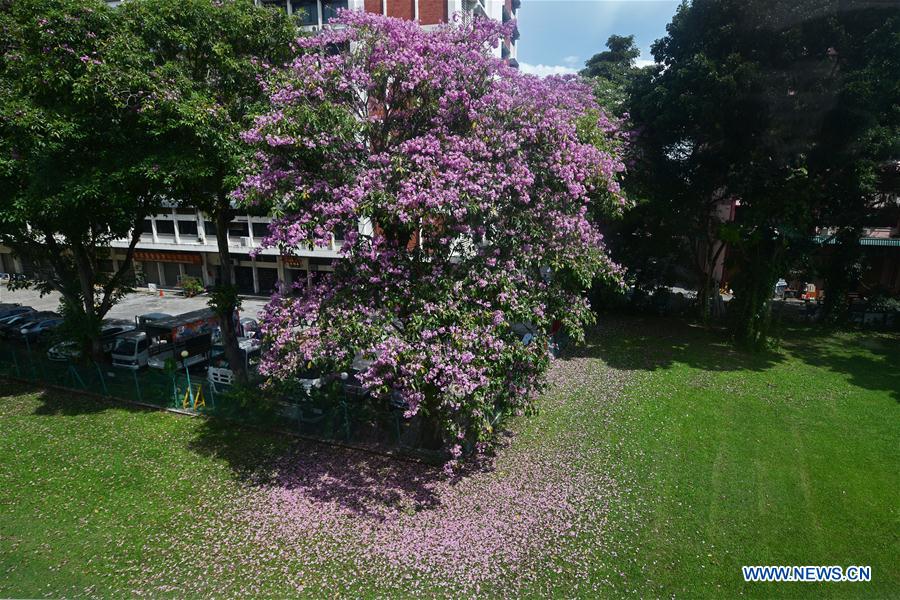 SINGAPORE-TRUMPET TREE-BLOSSOM