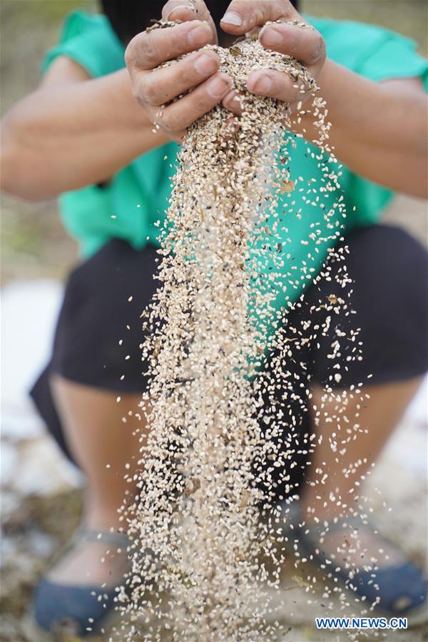 CHINA-HENAN-SESAME-HARVEST (CN)