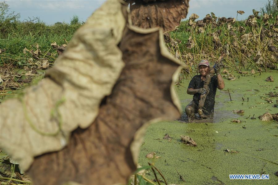 CHINA-HUBEI-AGRICULTURE-LOTUS ROOT-HARVEST (CN)