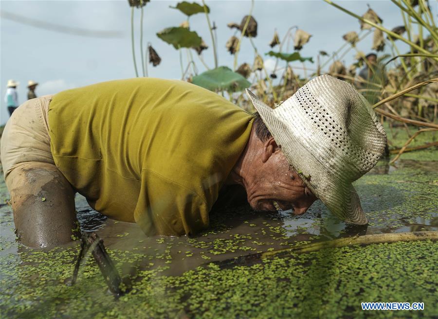 CHINA-HUBEI-AGRICULTURE-LOTUS ROOT-HARVEST (CN)