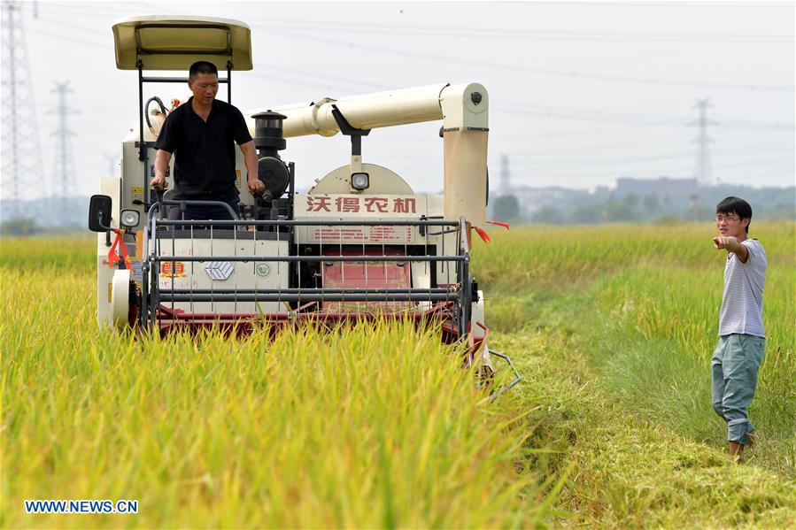 CHINA-JIANGXI-RICE-HARVEST (CN)