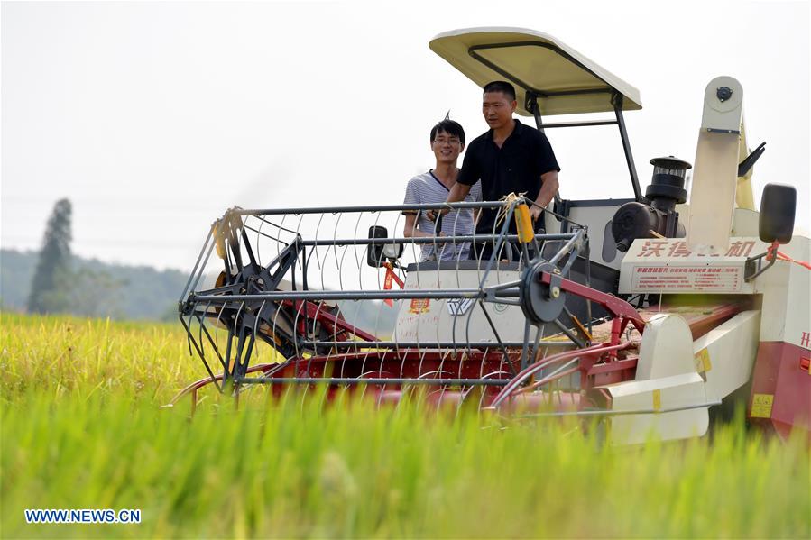 CHINA-JIANGXI-RICE-HARVEST (CN)