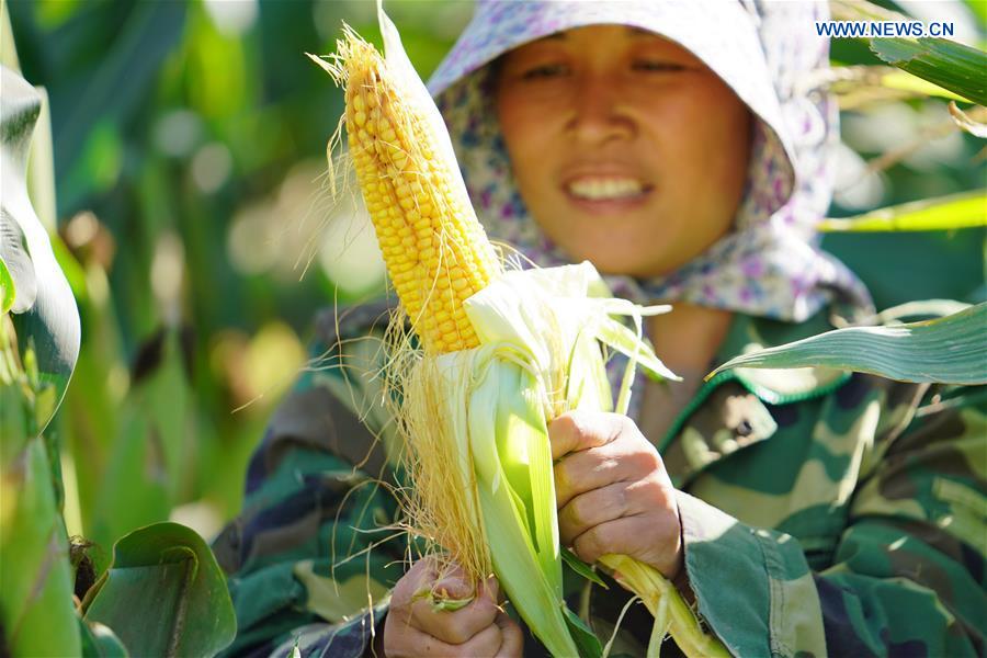 CHINA-HEBEI-LUANXIAN-HARVEST-FESTIVAL (CN)