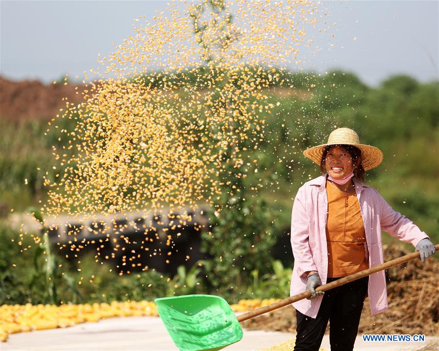 #CHINA-GRAIN YIELD-BUMPER HARVEST YEAR(CN)