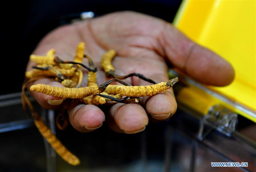 CHINA-LHASA-CORDYCEPS-CATERPILLAR FUNGUS-TRADE FAIR (CN)