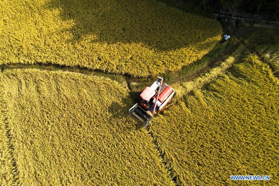 #CHINA-AUTUMN-HARVEST (CN)