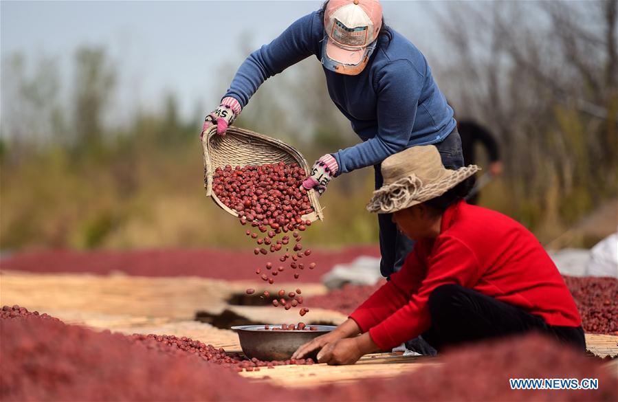 #CHINA-HEBEI-DATE-HARVEST (CN)