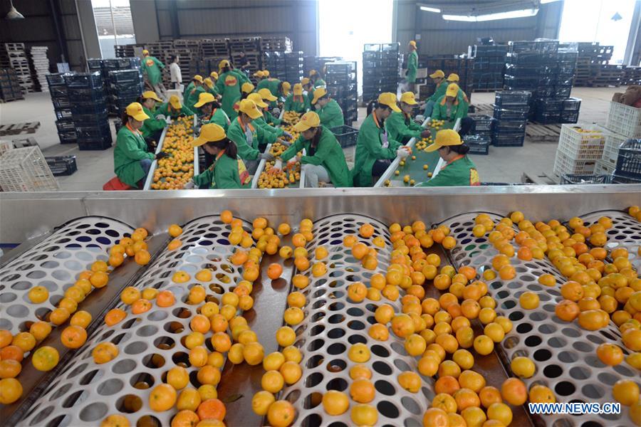 #CHINA-JIANGXI-ORANGE-HARVEST (CN)