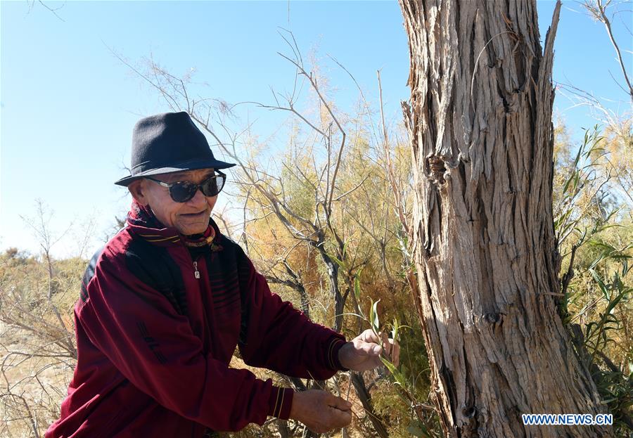 CHINA-INNER MONGOLIA-DESERT POPLAR (CN)