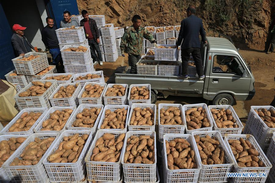 #CHINA-HEBEI-SWEET POTATO-PROCESSING (CN)