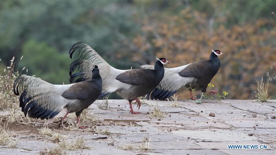 CHINA-SHANXI-JIAOCHENG-BIRD (CN)