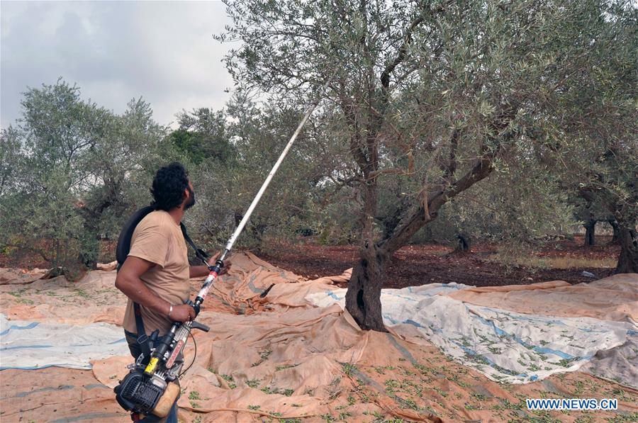 LEBANON-KOURA-OLIVES-HARVEST