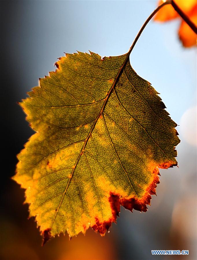 #CHINA-JIANGSU-AUTUMN-LEAVES (CN)