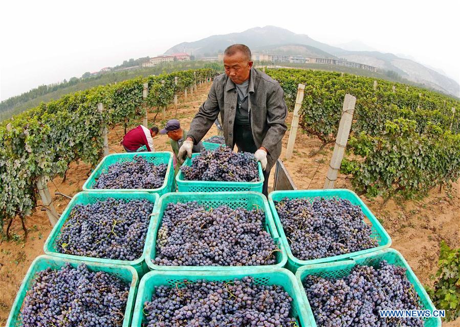 CHINA-CHANGLI-WINE GRAPE-HARVEST (CN)