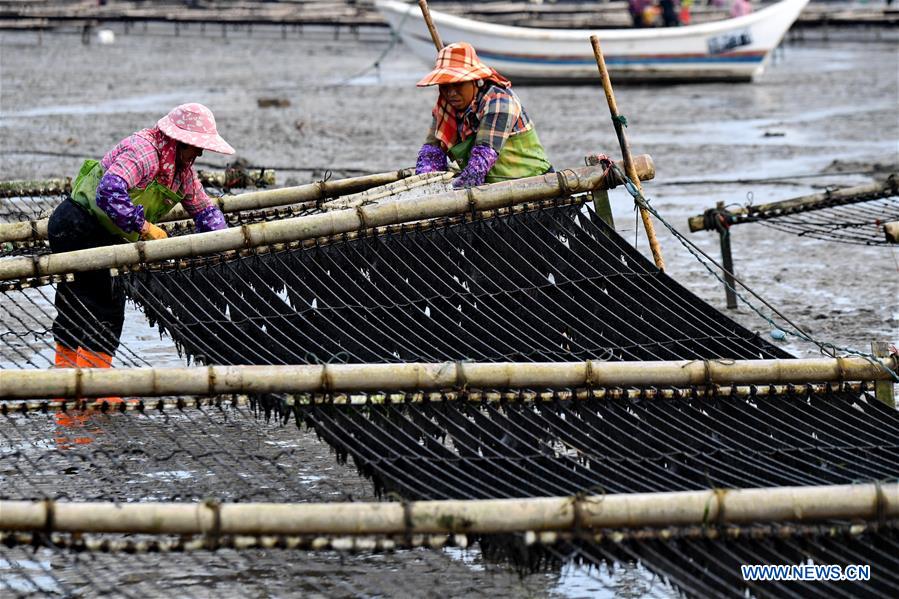 CHINA-FUJIAN-PUTIAN-LAVER HARVEST (CN)