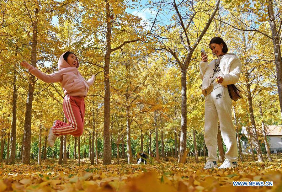 #CHINA-SHANDONG-AUTUMN-GINKGO (CN)