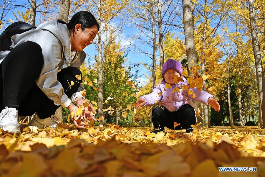 #CHINA-SHANDONG-AUTUMN-GINKGO (CN)