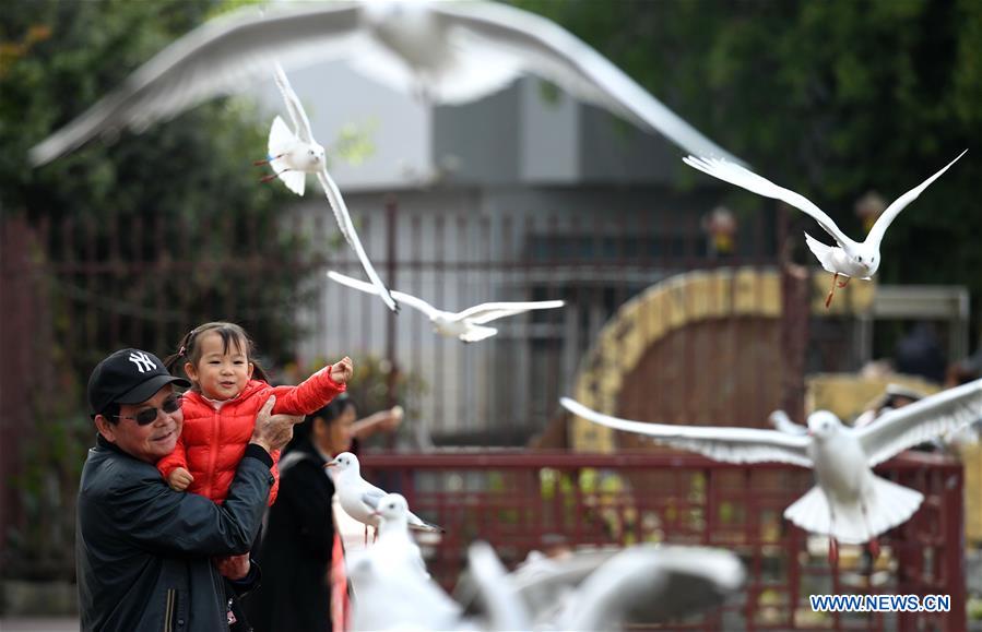 CHINA-YUNNAN-KUNMING-BLACK-HEADED GULL-MIGRATION (CN)