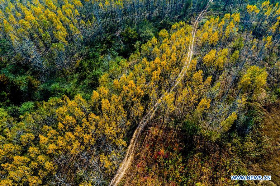 #CHINA-ANHUI-AUTUMN VIEWS (CN)