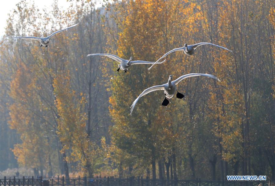 #CHINA-SHANXI-YUNCHENG-PINGLU-SWANS (CN)