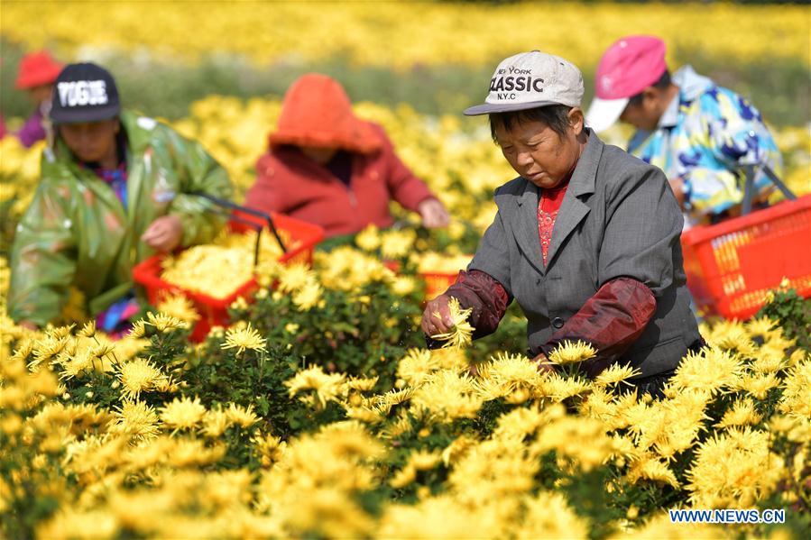 CHINA-JIANGXI-NANCHANG-CHRYSANTHEMUM INDUSTRY (CN)