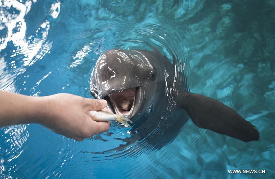 CHINA-HUBEI-FINLESS PORPOISE